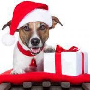 Christmas Gifts for Dog Lovers and their Dogs